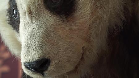 动物标本大熊猫国宝视频的预览图