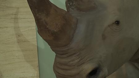非洲保护动物白犀牛标本模型视频的预览图
