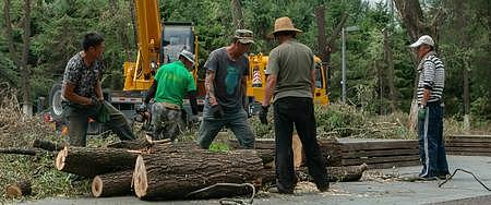 暴雨狂风折断大树环卫园林工人清理视频的预览图