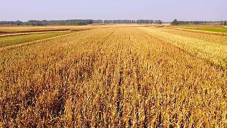 4K航拍玉米地黄昏下的农场秋收麦田视频的预览图