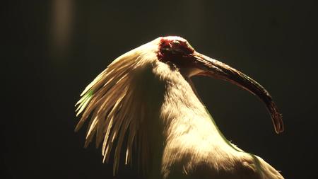 鹳鹤鹈鹕水鸟海鸟标本模型视频的预览图