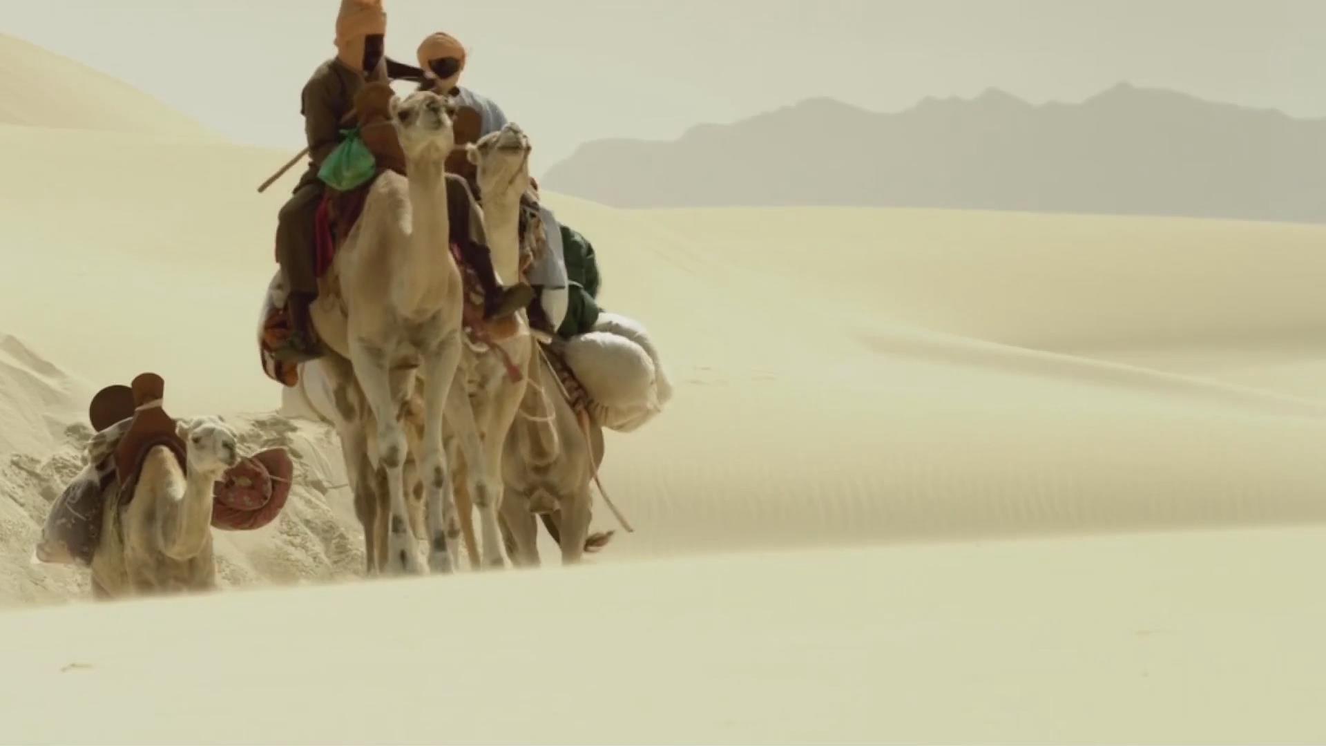 骆驼沙漠视频的预览图