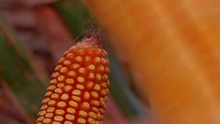 4K实拍玉米地玉米特写农田新鲜玉米视频的预览图
