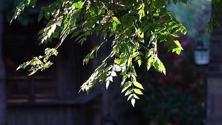 阳光照耀下的树叶光影视频的预览图