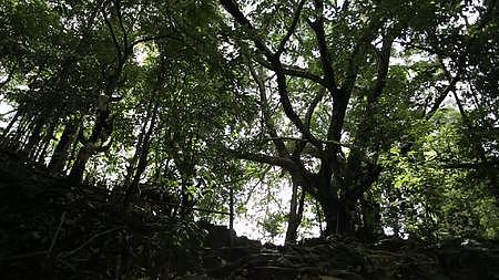 森林中大榕树视频的预览图