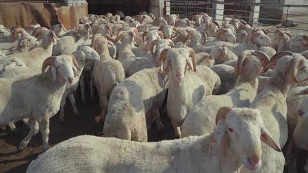 羊圈里的羊视频的预览图
