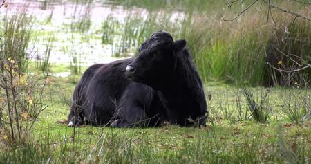 吃草休闲的大黑牛视频的预览图