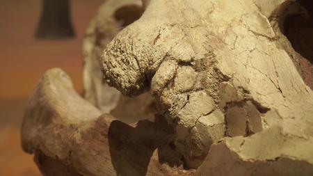 动物头骨牙齿化石远古生物视频的预览图