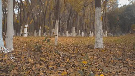 落叶丛中黄叶飘落高帧慢放视频的预览图