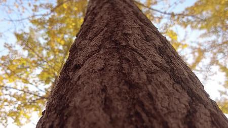 秋季树木慢镜头银杏林视频的预览图