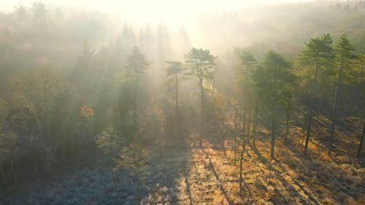 茂密是森林希望的田野早晨的夕阳视频的预览图
