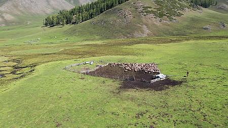 戈壁草原夏牧场上的毡房和羊群视频的预览图