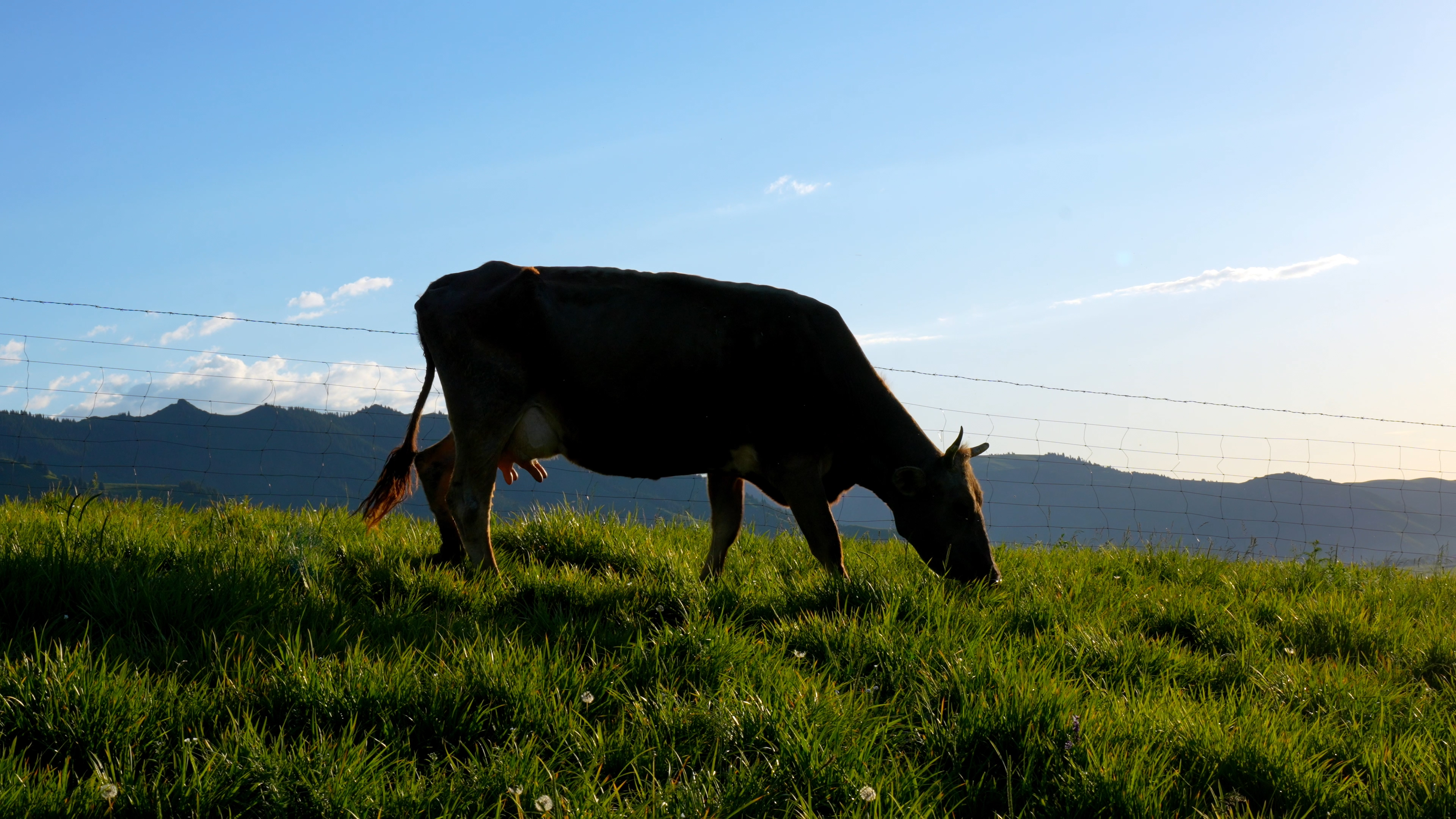 近距离拍摄牛吃草视频的预览图