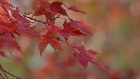 秋天唯美落叶金色阳光红叶银杏树叶视频的预览图
