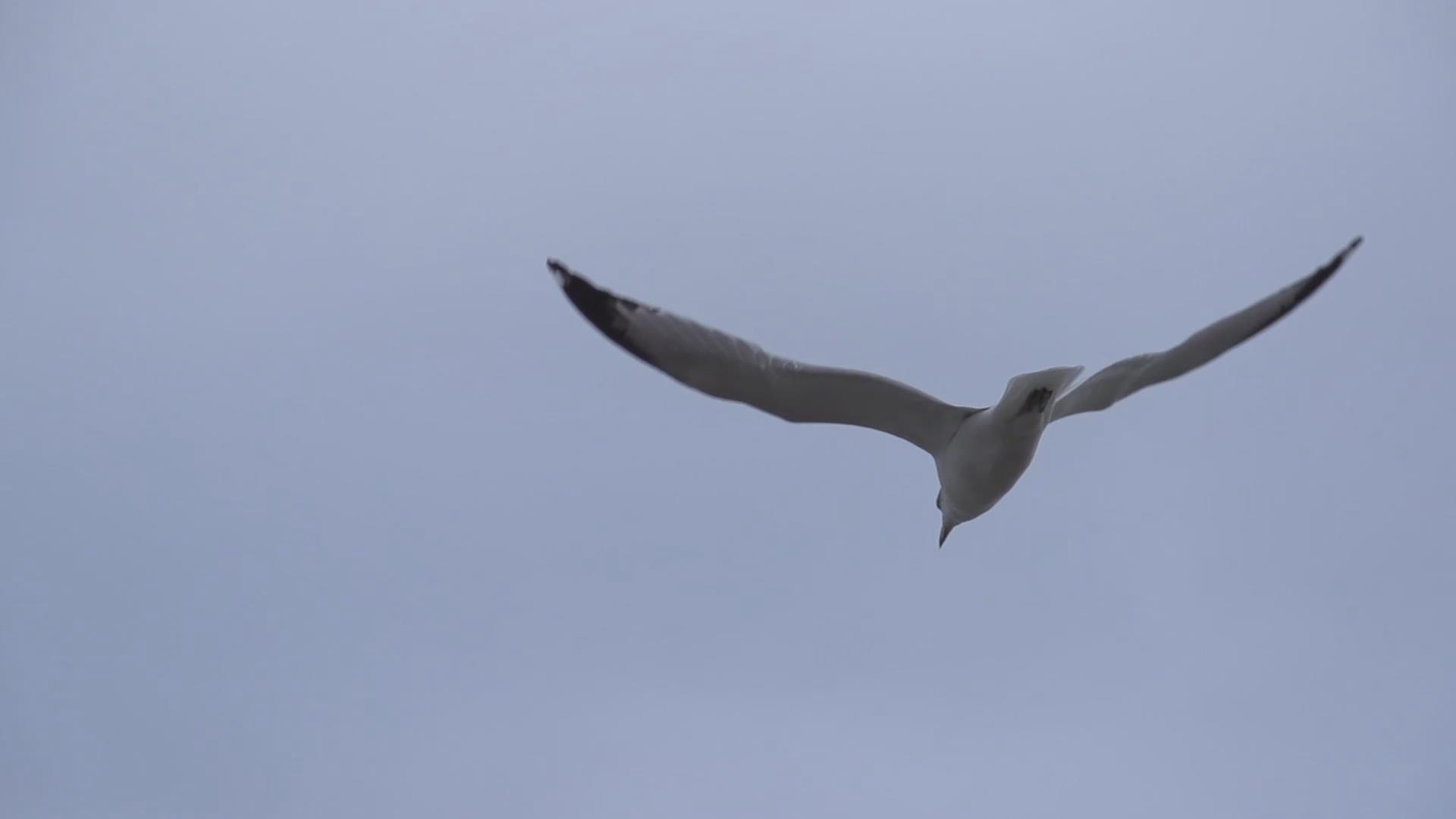 海鸥飞翔视频的预览图