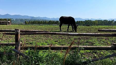 牧场黑马悠闲吃草视频的预览图