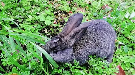 小兔子静静的吃草视频的预览图