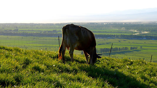 近距离牛吃草视频的预览图