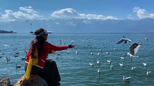 云南大理洱海海鸥视频的预览图