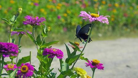 唯美黑蝴蝶在花丛中飞舞五彩花朵花卉植物绿色自然风景视频的预览图