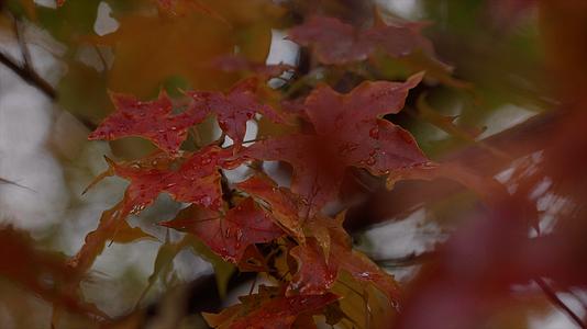 秋天落叶雨后秋季枫叶枯叶视频的预览图