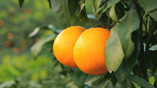 红美人柑橘采摘爱媛橙种植园视频的预览图