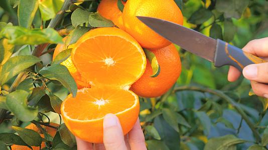 红美人柑橘采摘爱媛橙种植园视频的预览图