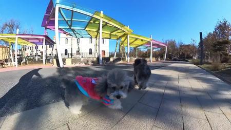 阳光下散步的小狗视频的预览图
