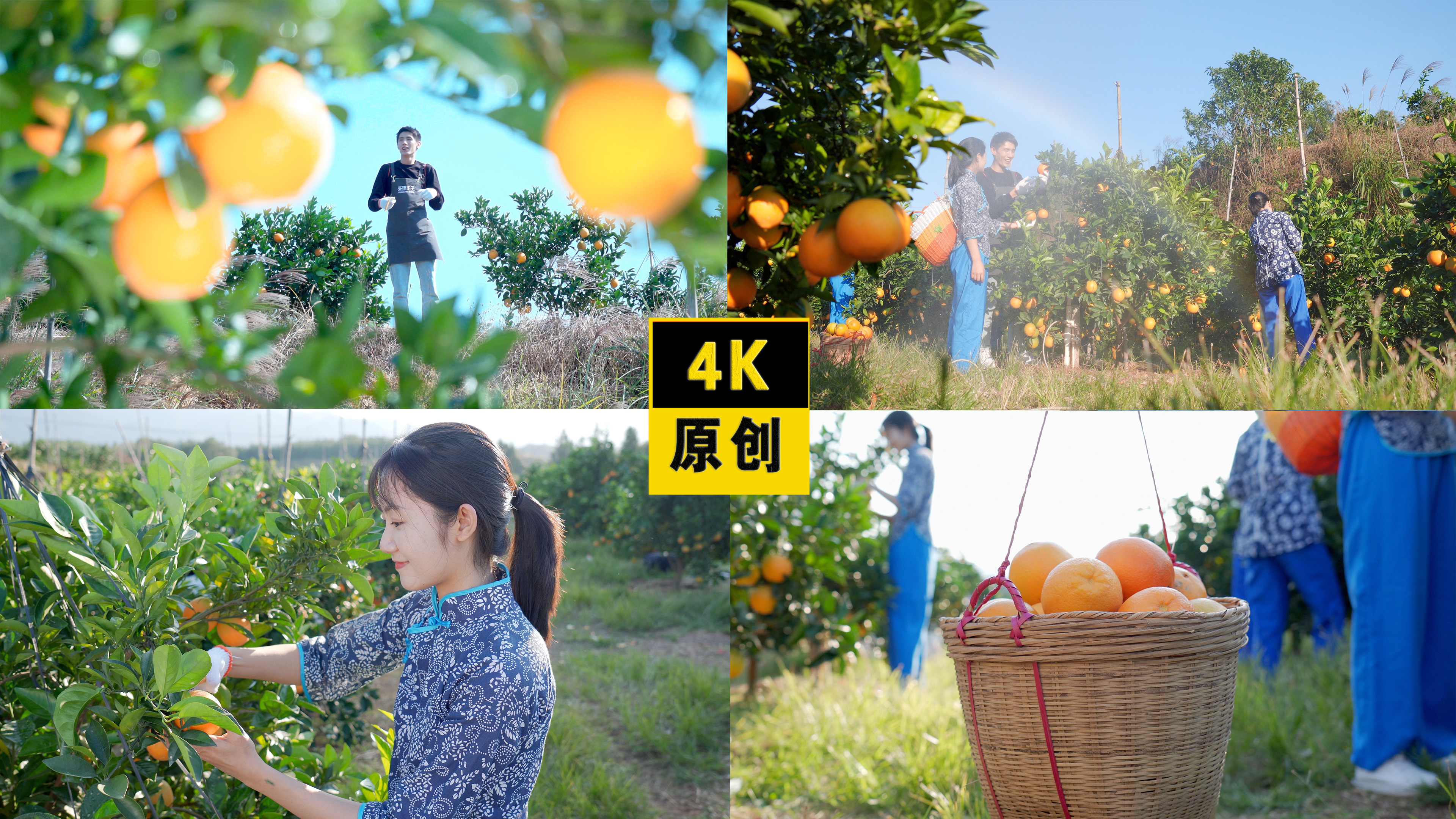 4K赣南脐橙客家人采摘视频的预览图