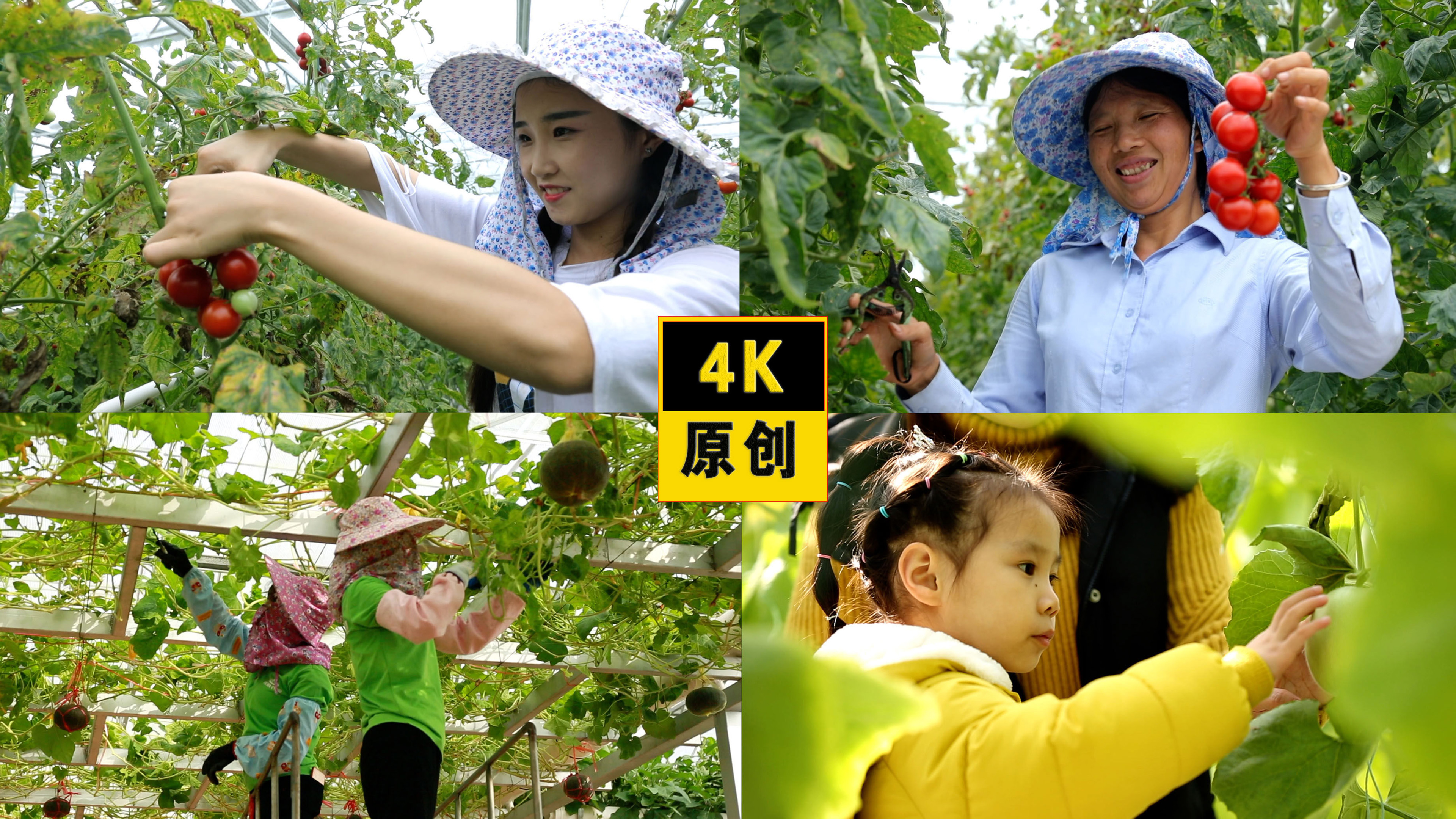 4K蔬菜基地美女农民采摘丰收视频的预览图