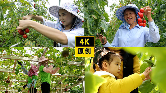 4K蔬菜基地美女农民采摘丰收视频的预览图