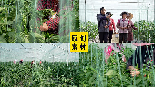 农业蔬菜基地农民丰收采摘辣椒空镜头视频的预览图