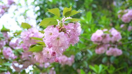 公园里盛开的粉色樱花视频的预览图