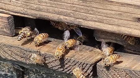 1080P蜜蜂采蜜蜂箱视频的预览图