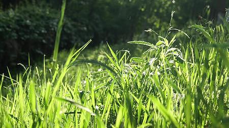 西安立夏阳光下植物视频的预览图