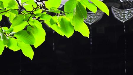 自然风光下雨风景4k视频的预览图