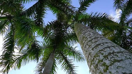 热带海南棕榈树视频的预览图