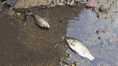 被工业废水污染的鱼视频的预览图