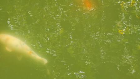 绿水青山水中鱼龟视频的预览图