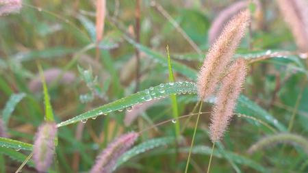 太阳雨唯美植物空镜景别合集4K视频的预览图