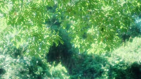 夏日阳光透过树叶唯美空镜合集视频的预览图