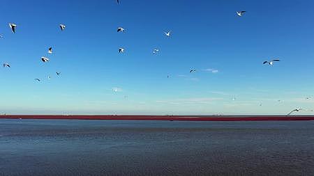 大海红海滩航拍空镜海鸥海渤海湾视频的预览图