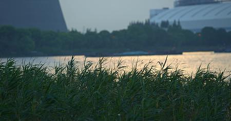 夕阳下的黄浦江边芦苇草飘荡8K实拍视频的预览图