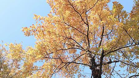 4k实拍唯美秋天树叶意境风光枫叶飘动视频的预览图