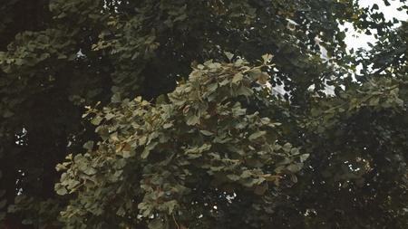 4k实拍雨中银杏树视频的预览图