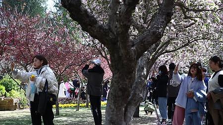 春暖花开的季节里樱花树下拍照的人们视频的预览图
