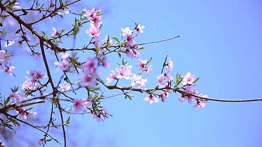 盛开的樱花在春风中摇摆视频的预览图