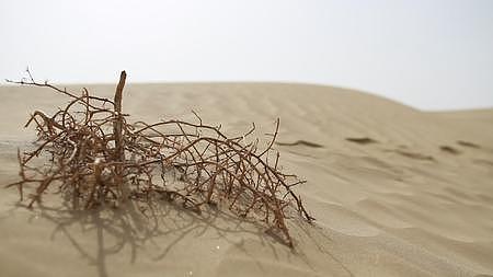 新疆沙漠沙丘中青年女性行走脚步特写沙漠干枯树枝实拍实拍视频的预览图