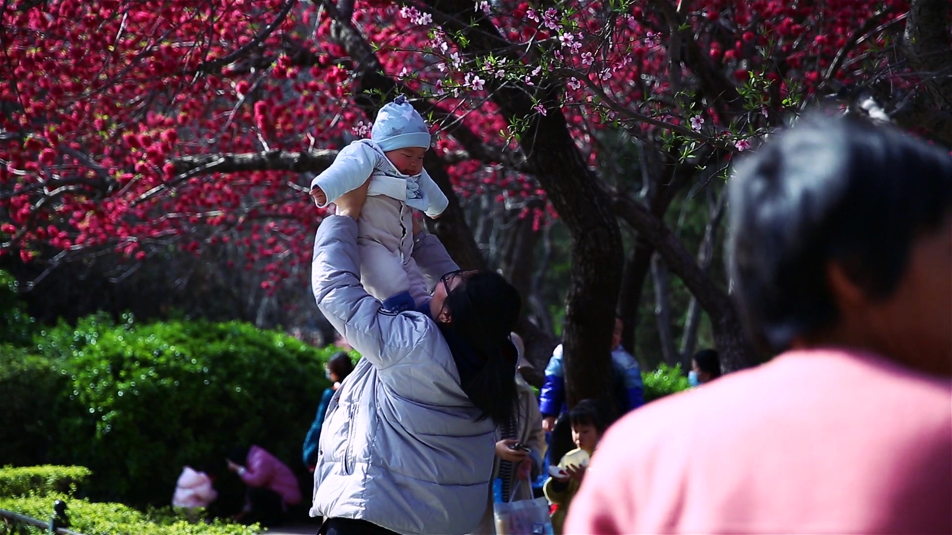 抓拍到樱花树下美好的一幕视频的预览图