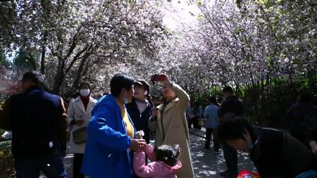 人群拥挤在郑州碧沙岗公园里的樱花树林视频的预览图